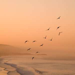 Taghazout birds sunrise