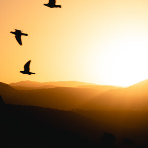 Levantar vuelo