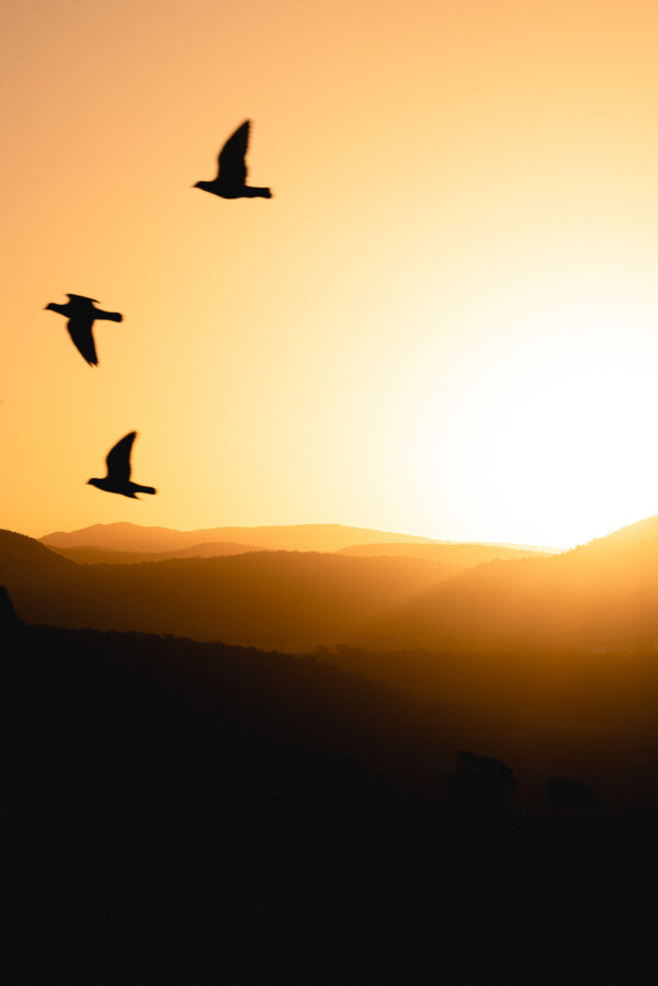 Levantar vuelo